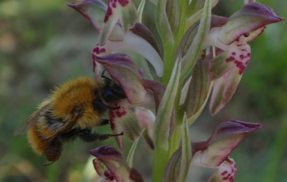 Anacamptis coriophora con impollinatori e...